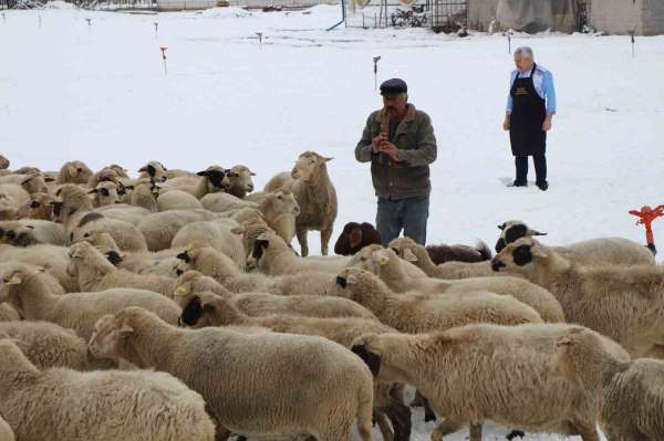 Emektar çoban koyunlara yaz kış kaval çalıyor
