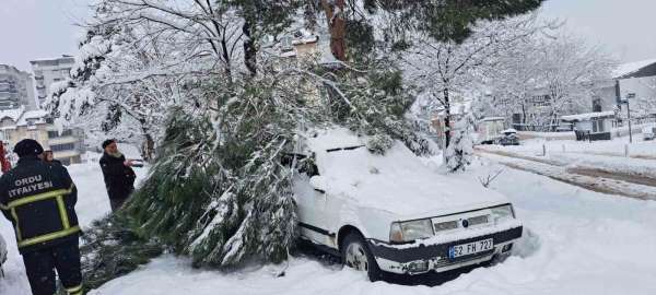 Ordu'da kar yağışı nedeniyle 2 noktada ağaç yıkıldı
