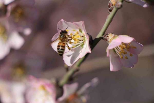 Amasya'da badem ağaçları çiçek açtı