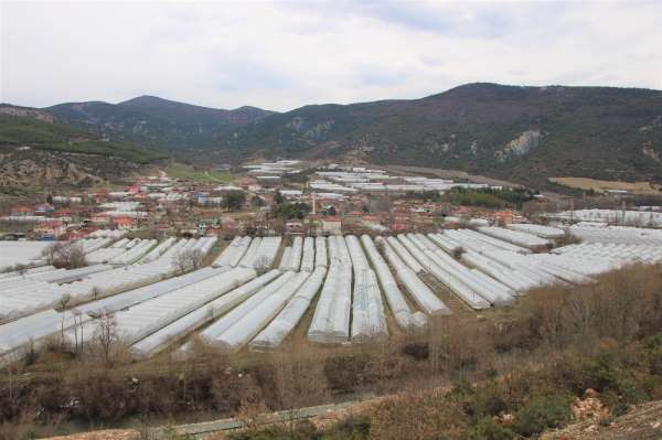 Karadeniz'in sebze üssü Amasya'da domates fideleri toprakla buluştu 