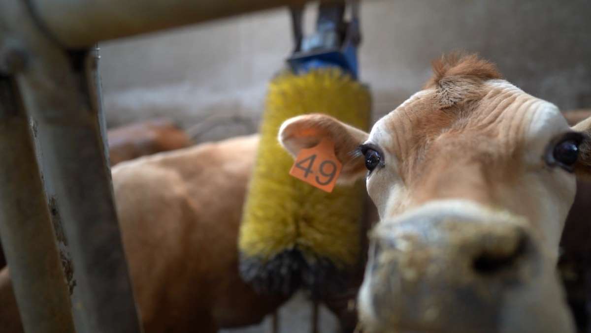 Türkiye'de ilk kez Trabzon'da yapıldı: Jersey sperması ile hayvancılık canlanacak