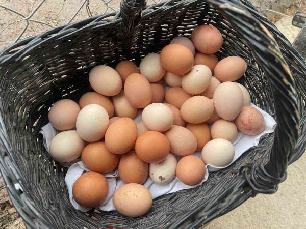 YUM-BİR: 'Yumurta fiyatlarını ABD artırıyor'