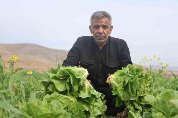 Amik Ovası'nda yaşanan kuraklık marul hasadında verimi olumsuz etkiledi