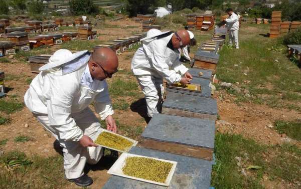 Bahar meyvesini verdi: Şifa deposu polende hasat başladı