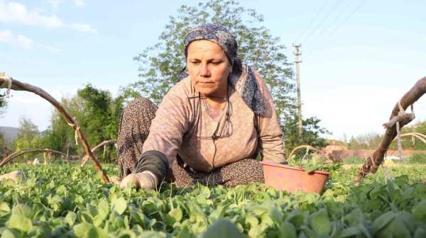 Tatık ve Pütün'den tütün firmalarına ortak çağrı; 'Avans yoksa üretim de yok'
