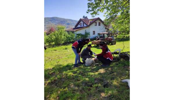 Türkeli'de sahipli köpeklere mikroçip uygulaması