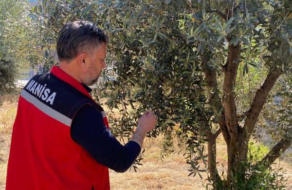 Zeytin üreticilerine 'Pamuklu bit' uyarısı