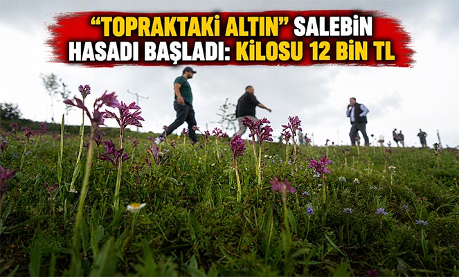 'Topraktaki altın' salebin hasadı başladı: Kilosu 12 bin TL