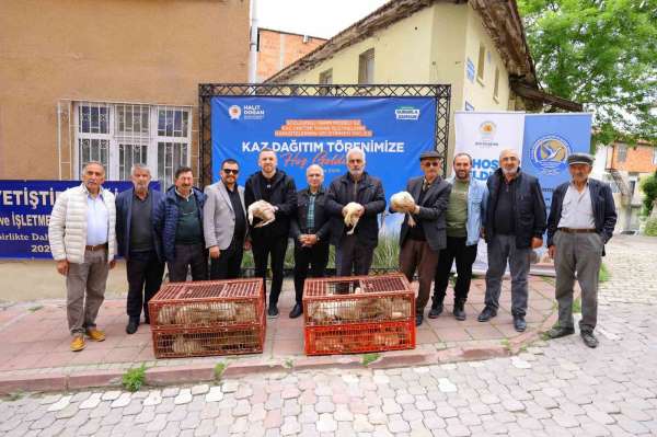 Samsun'da üreticiye yüzde 50 hibeli kaz palazı desteği