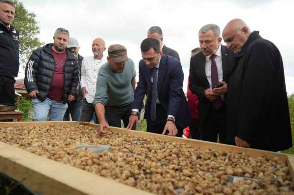 'Topraktaki altın' salebin hasadı başladı: Kilosu 12 bin TL