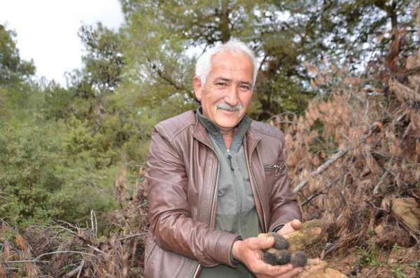 Yanan ormanlık alanda doğanın cömertliği köylüleri sevindirdi: Fiyatı gram altında yarışıyor