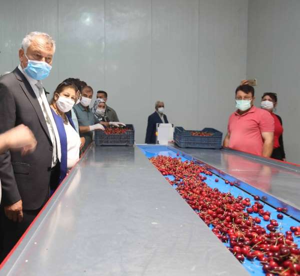 Kiraz üreticisine destek