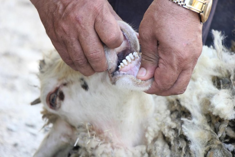 Samsun'da veteriner kontrolünde kurban satışı