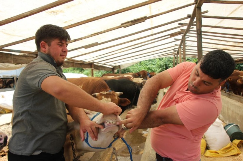 Samsun'da veteriner kontrolünde kurban satışı
