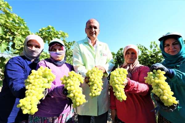 İhracat üzümünde ilk makas Manisa'da vuruldu 