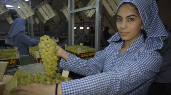 Superior Seedless çeşidi sofralık üzümün ihracat yolculuğu 22 Temmuz'da başlıyor