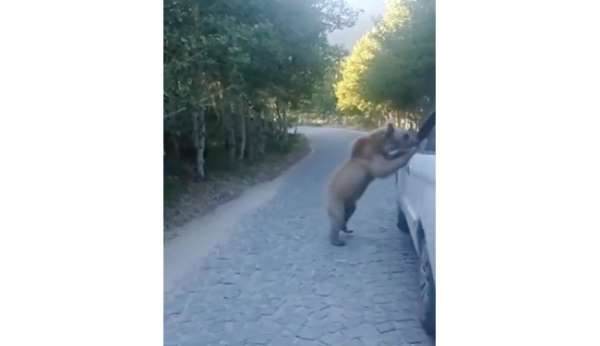 Araç sürücüsü, ayı saldırısından kıl payı kurtuldu