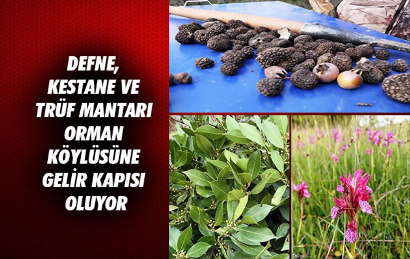 Samsun'da defne, kestane ve trüf mantarı orman köylüsüne gelir kapısı oluyor