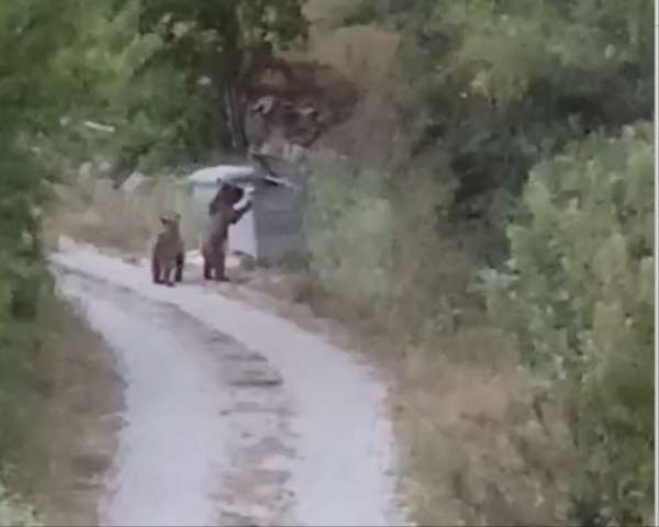 Köye inen ayıları 'Gülümseyin çekiyorum' diyerek cep telefonuyla kaydetti