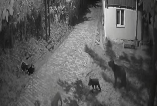 Sinop'ta anne ayı ve yavrularının dut yeme anları kamerada
