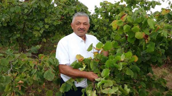Türkiye'nin fındık rekoltesinde ciddi düşüş