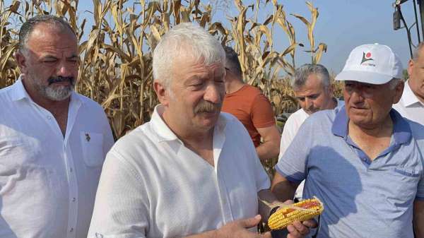 Osmaniye'de mısır üreticisi fiyat bekliyor