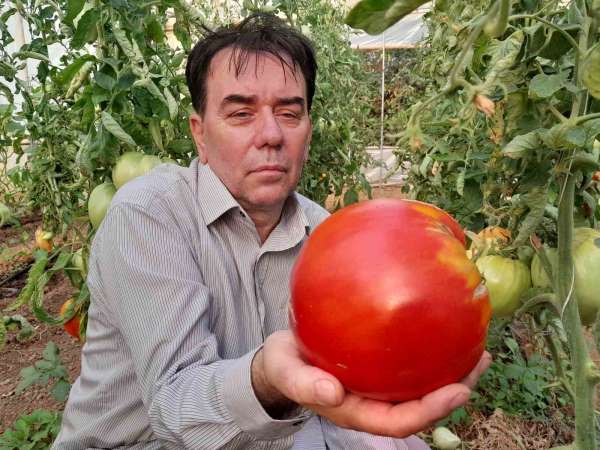 Bu yılın hedefi 1,8 kilogramlık domates