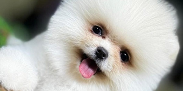 Pomeranian Boo Köpek Rehberi Fiyatları, Özellikleri ve Sahiplenme