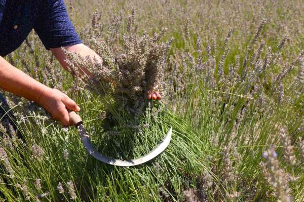 Eskişehir'de ilginç lavanta hasadı