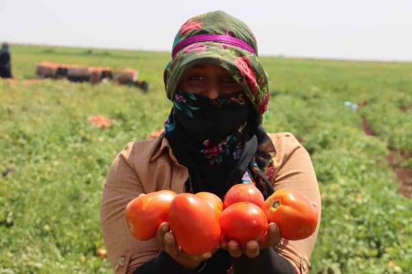 Siverek'te üretilen domatesler kurutularak dünyaya ihraç ediliyor