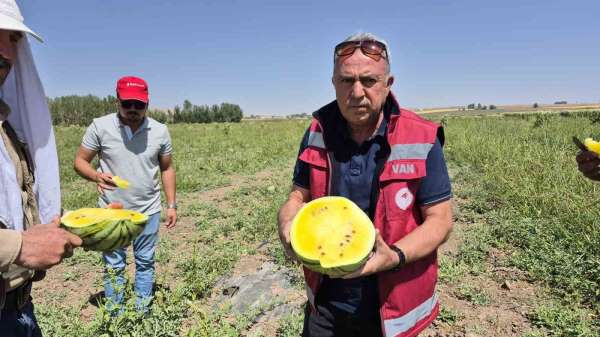 Van'da sarı karpuz dönemi başladı