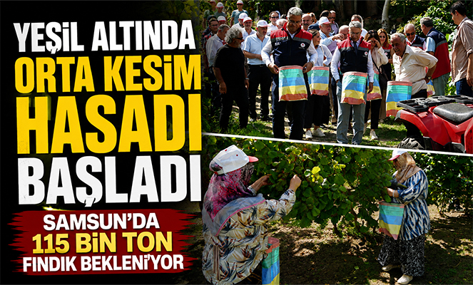 Yeşil altında orta kesim hasadı başladı: Samsun'da 115 bin ton fındık bekleniyor