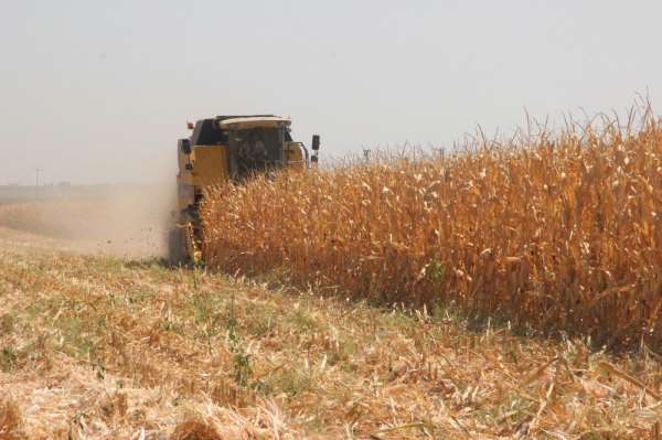 Kilis'te mısır hasadı başladı 