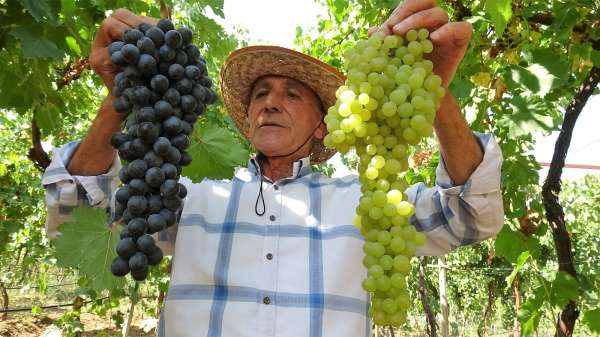 Kravat takmaktan sıkıldı, üzüm tüccarı oldu