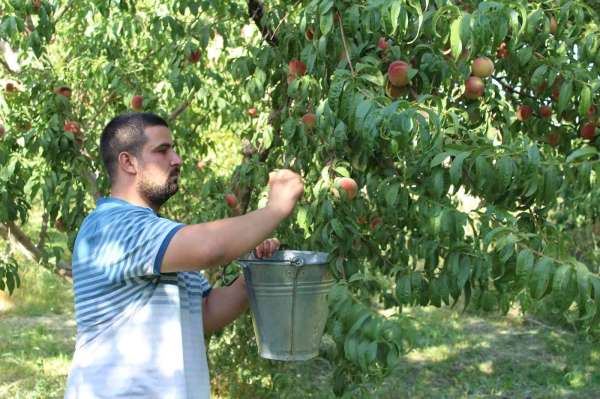 Doğu'nun Çukurova'sında şeftali hasadı başladı