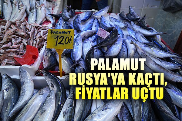 Palamut Rusya'ya kaçtı, fiyatlar 50 TL'den 120 TL'ye çıktı