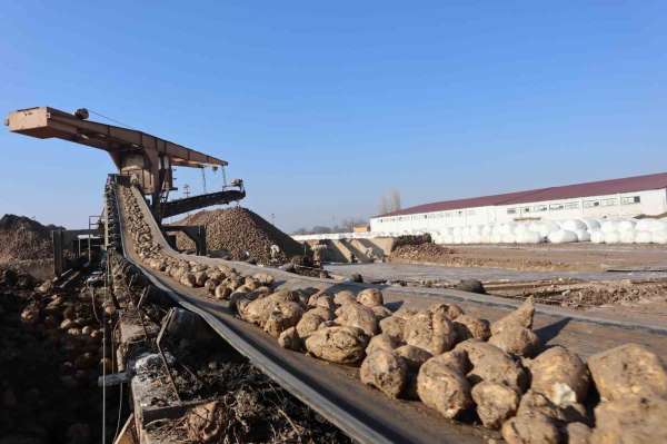 Malatya Şeker Fabrikası'nda hedef 55 bin ton şeker üretimi