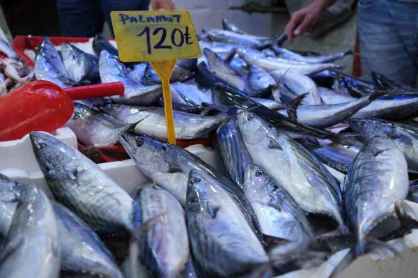 Palamut Rusya'ya kaçtı, fiyatlar 50 TL'den 120 TL'ye çıktı