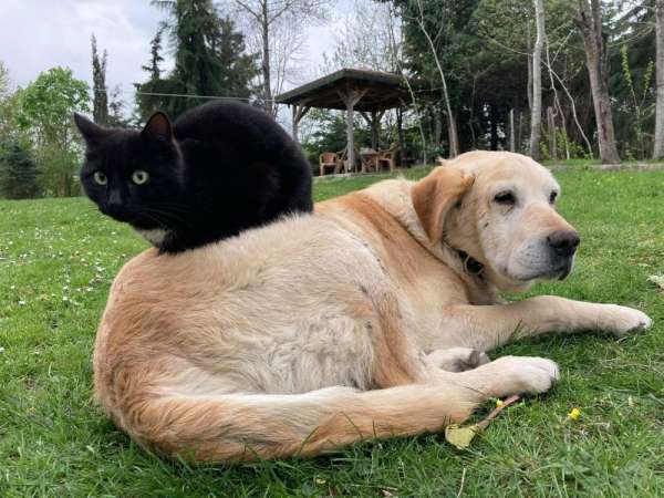 Düzce'den 800 tona yakın kedi köpek maması ihraç edildi