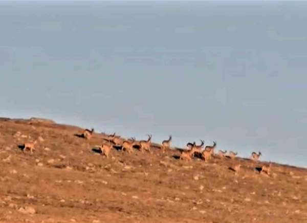 Çengel boynuzlu dağ keçi sürüsü, cerrahın objektifine yakalandı