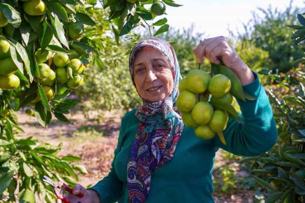 Satsuma mandalinasında hasat dönemi başladı