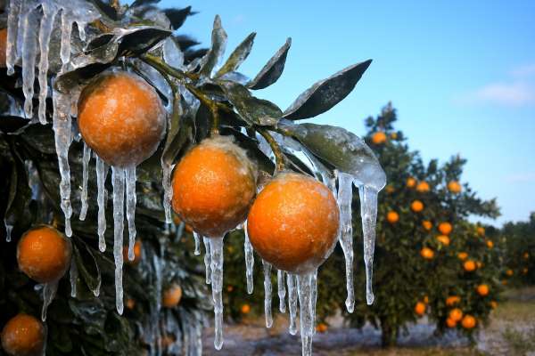 Adana'da üreticilere 717 milyon TL zirai don ödemesi