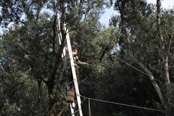 Artvin'de üstün lezzet ödüllü Butko zeytininin hasadı başladı