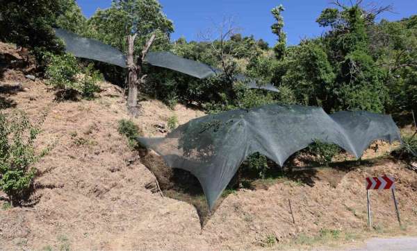 Aydın'da don afeti mağduru üreticilere 50 milyon liralık destek