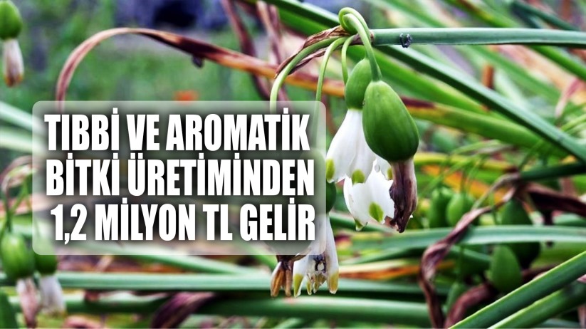 Tıbbi ve aromatik bitki üretiminden 1,2 milyon TL gelir