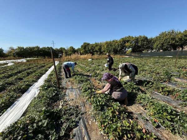 Erzincan'da çilek üretimi yaygınlaşıyor