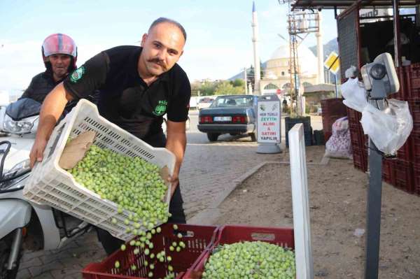 Fethiye'de zeytin hasadı başladı