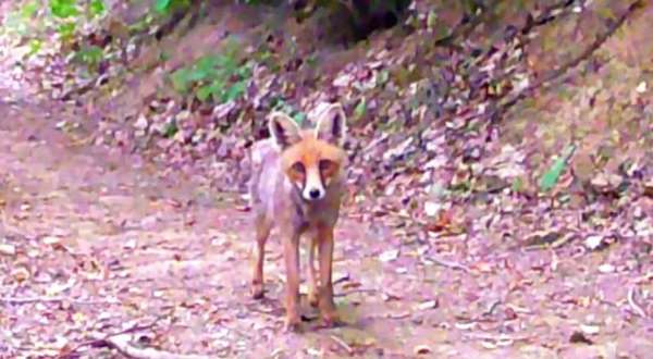 Samsunlu iki doğa tutkunu fotokapanla yaban hayatı kayıt altına alıyor