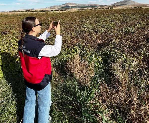 Altıntaş'ta referans parsel ve yem bitkileri kontrolleri yapıldı