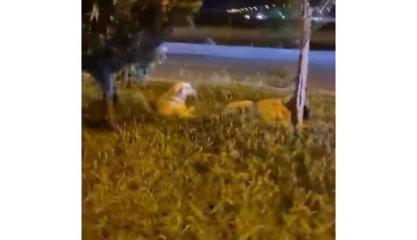 Batman 'Köpekler saldırmıyor' deyip video çekerken derken köpeklerin saldırısına uğradı